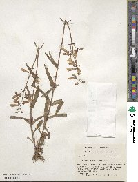 Penstemon tubaeflorus image