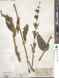 Penstemon tubaeflorus image