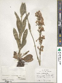 Penstemon tubaeflorus image