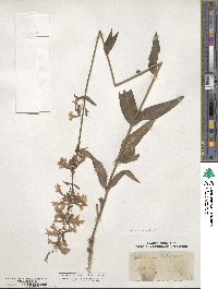 Penstemon tubaeflorus image