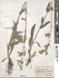 Penstemon tubaeflorus image