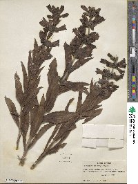 Penstemon triflorus image