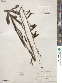 Penstemon barbatus image