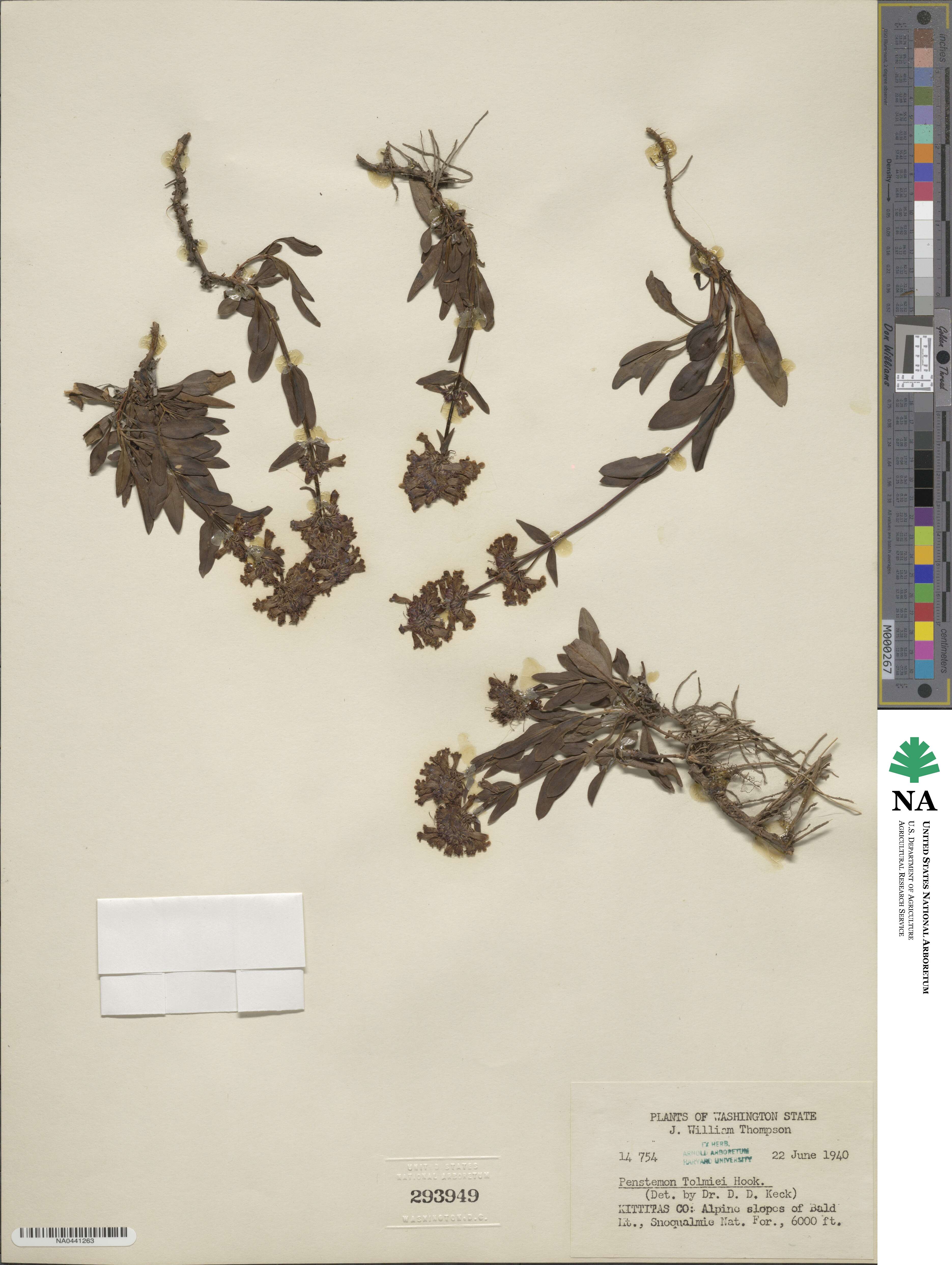 Penstemon procerus image
