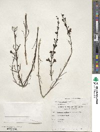 Penstemon thurberi image