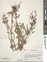 Penstemon tenuis image