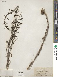 Penstemon superbus image