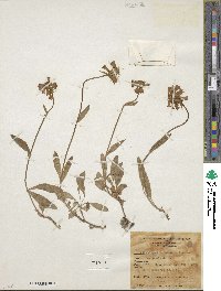 Penstemon confertus image