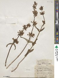 Penstemon confertus image