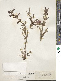 Penstemon wardii image