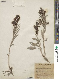 Penstemon wardii image