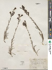 Penstemon virgatus image