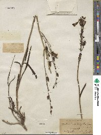 Penstemon virgatus image