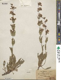 Penstemon virens image