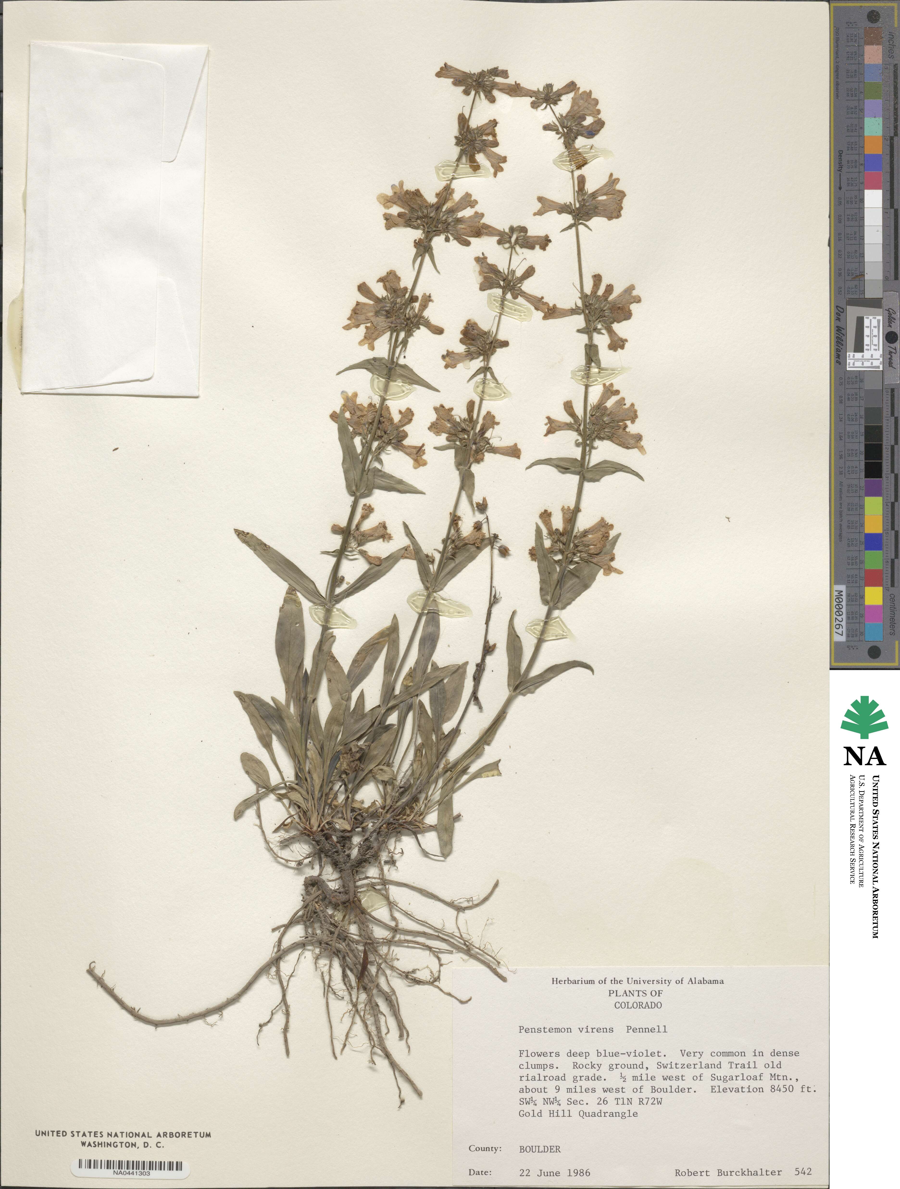 Penstemon virens image