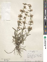 Penstemon virens image