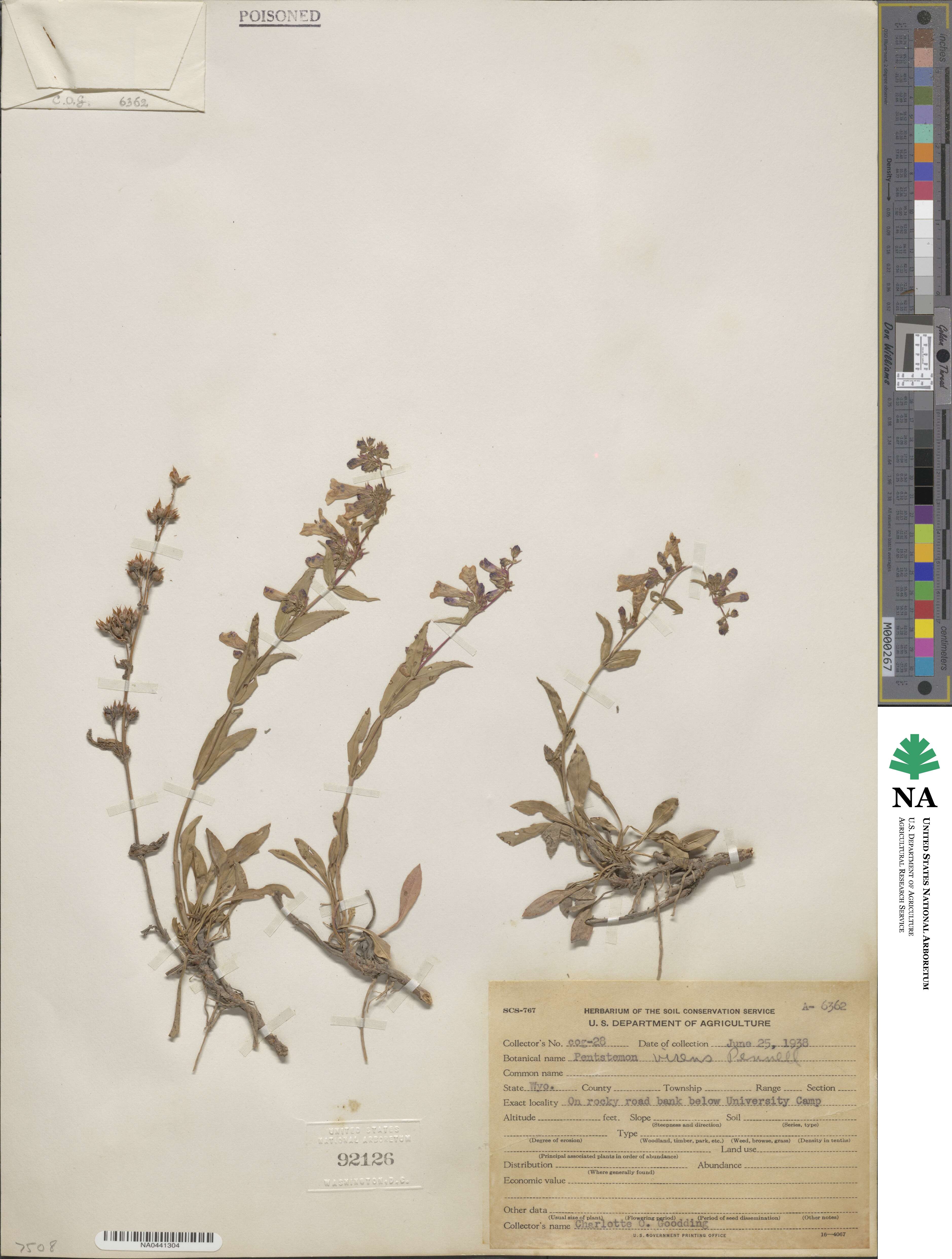 Penstemon virens image