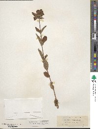 Penstemon venustus image