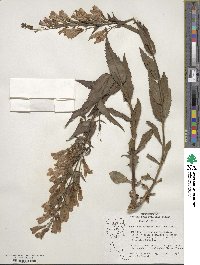 Penstemon venustus image