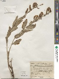 Penstemon venustus image