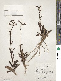 Penstemon utahensis image