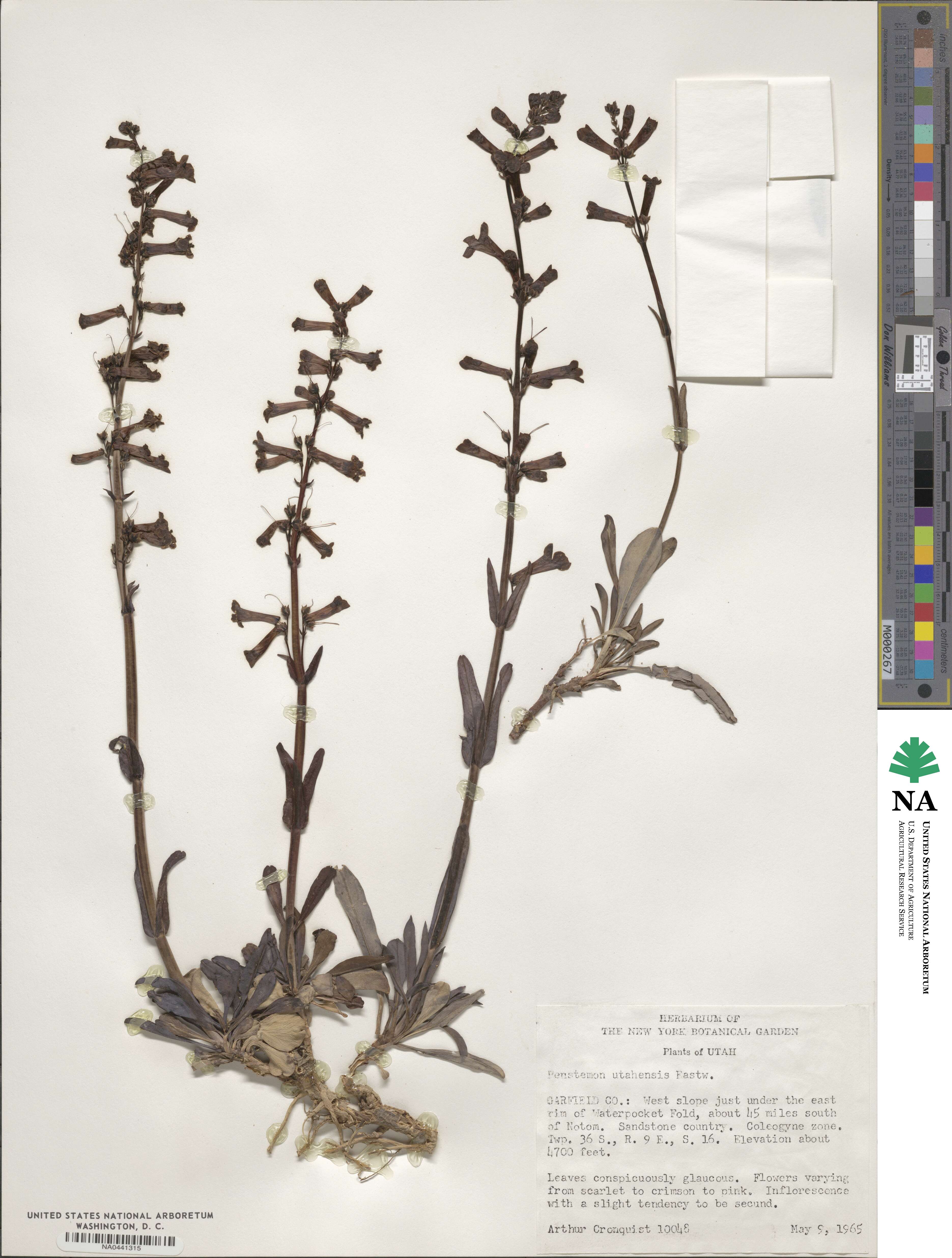 Penstemon utahensis image