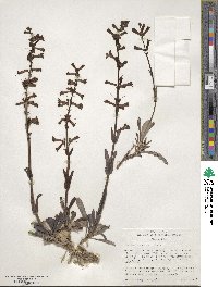 Penstemon utahensis image