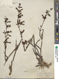 Penstemon utahensis image