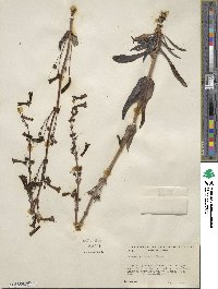 Penstemon utahensis image