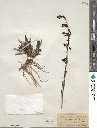 Penstemon utahensis image