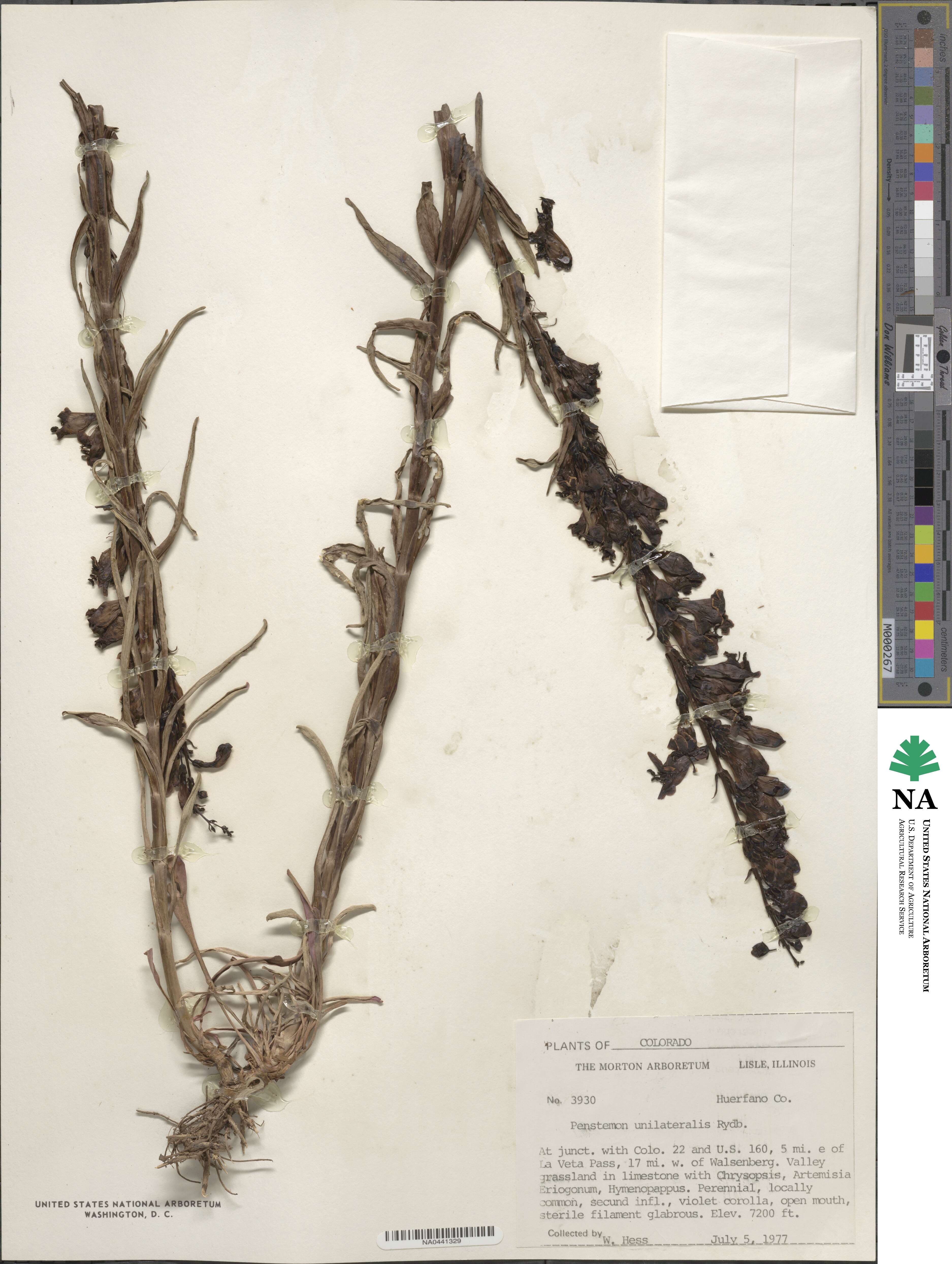 Penstemon unilateralis image