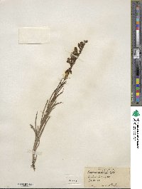 Penstemon unilateralis image