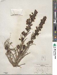 Penstemon unilateralis image