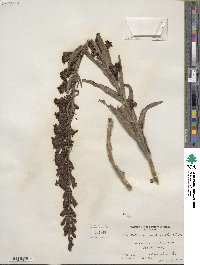 Penstemon unilateralis image