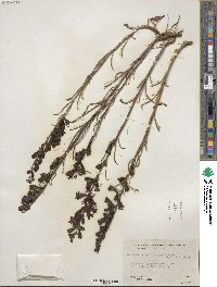 Penstemon unilateralis image