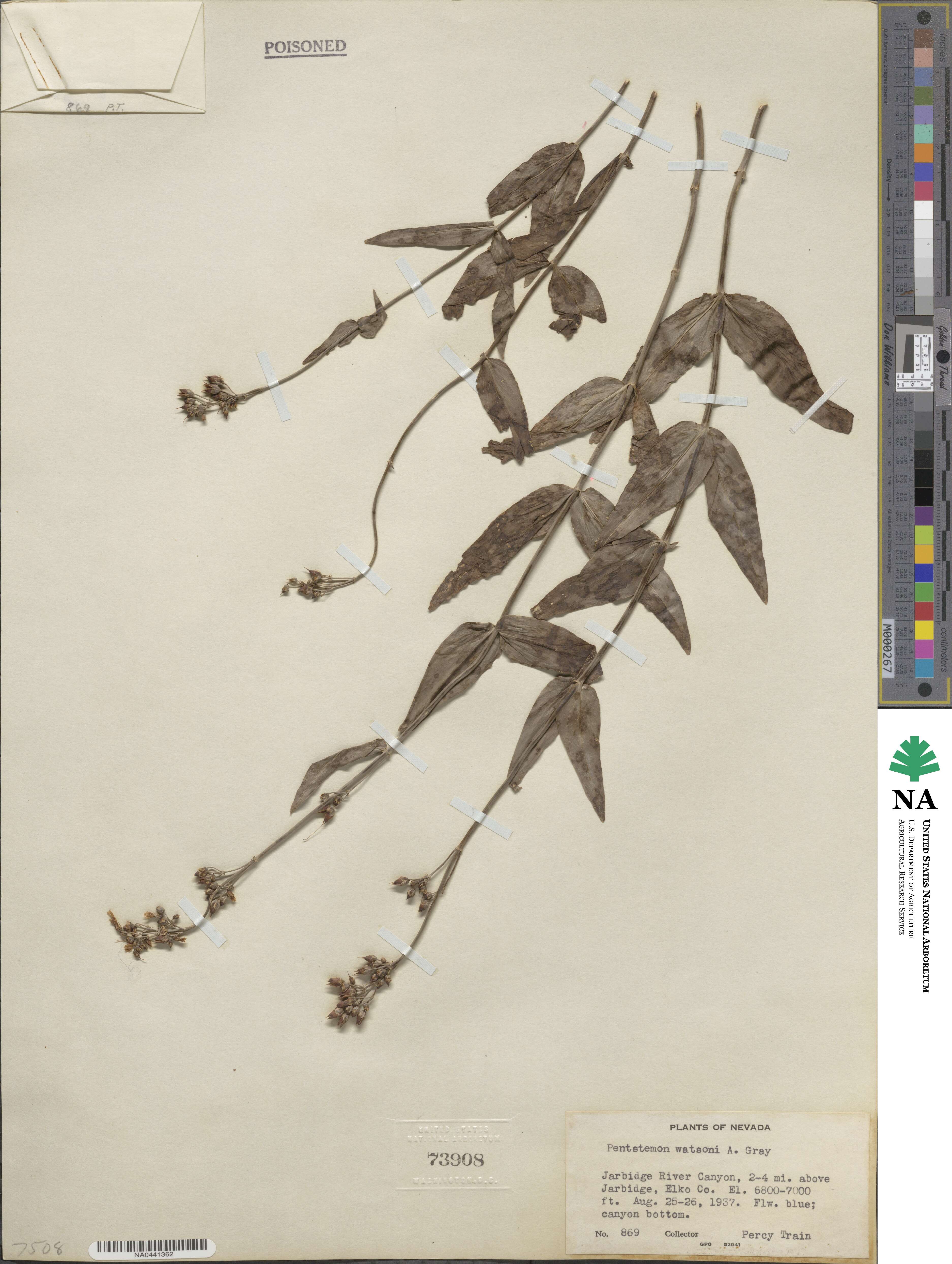 Penstemon watsonii image