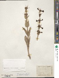 Penstemon wrightii image