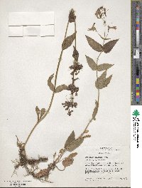 Penstemon wilcoxii image