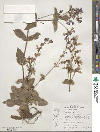 Penstemon wilcoxii image