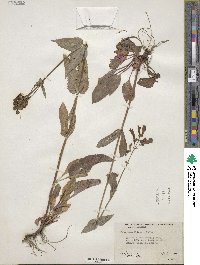 Penstemon wilcoxii image