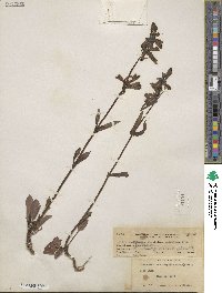 Penstemon whippleanus image