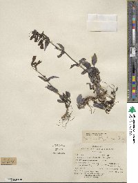 Penstemon whippleanus image