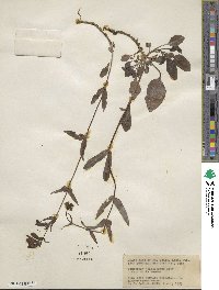 Penstemon whippleanus image