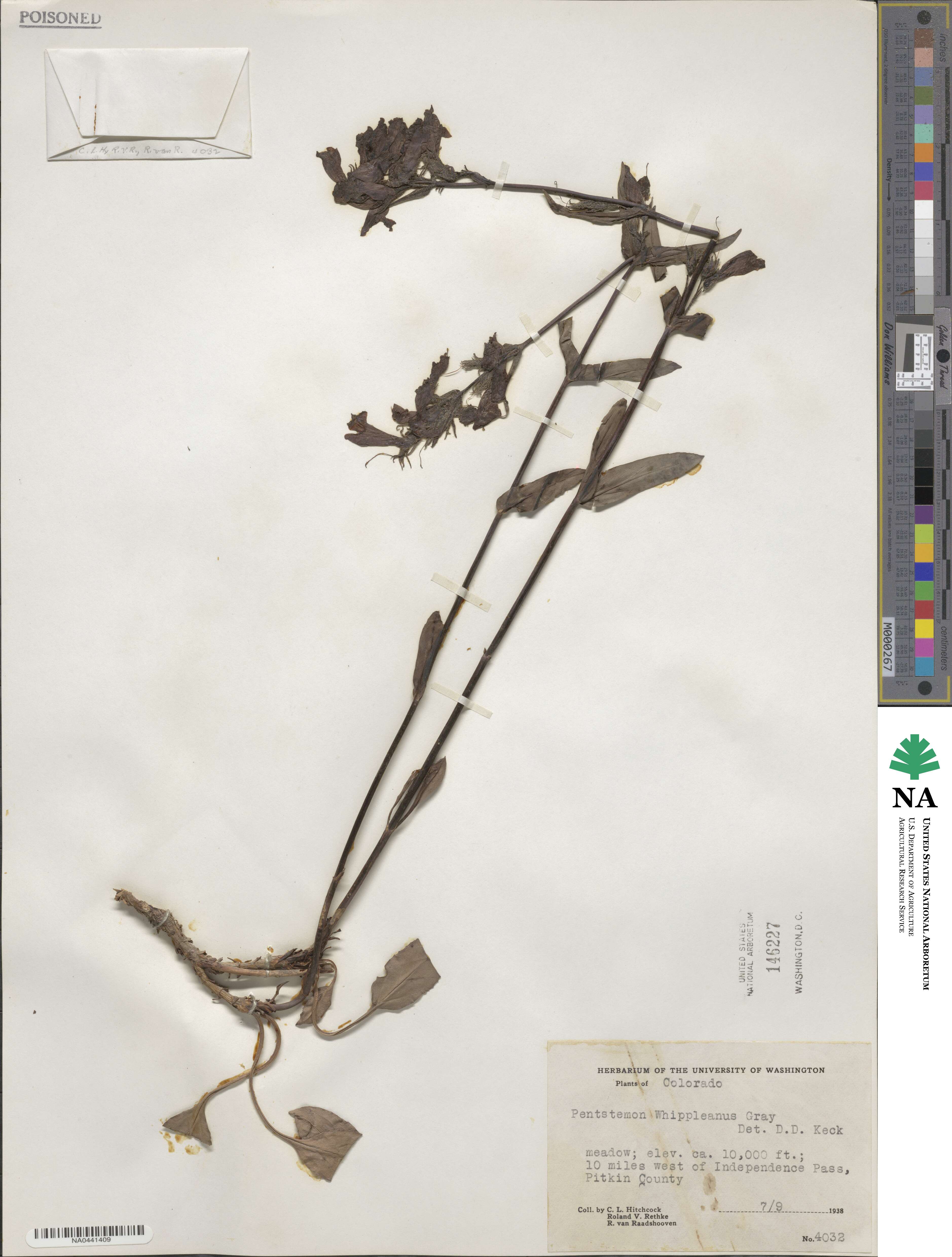 Penstemon whippleanus image