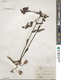 Penstemon whippleanus image