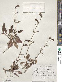 Penstemon whippleanus image