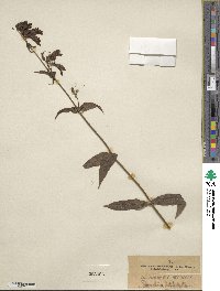 Penstemon whippleanus image