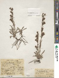 Penstemon whippleanus image