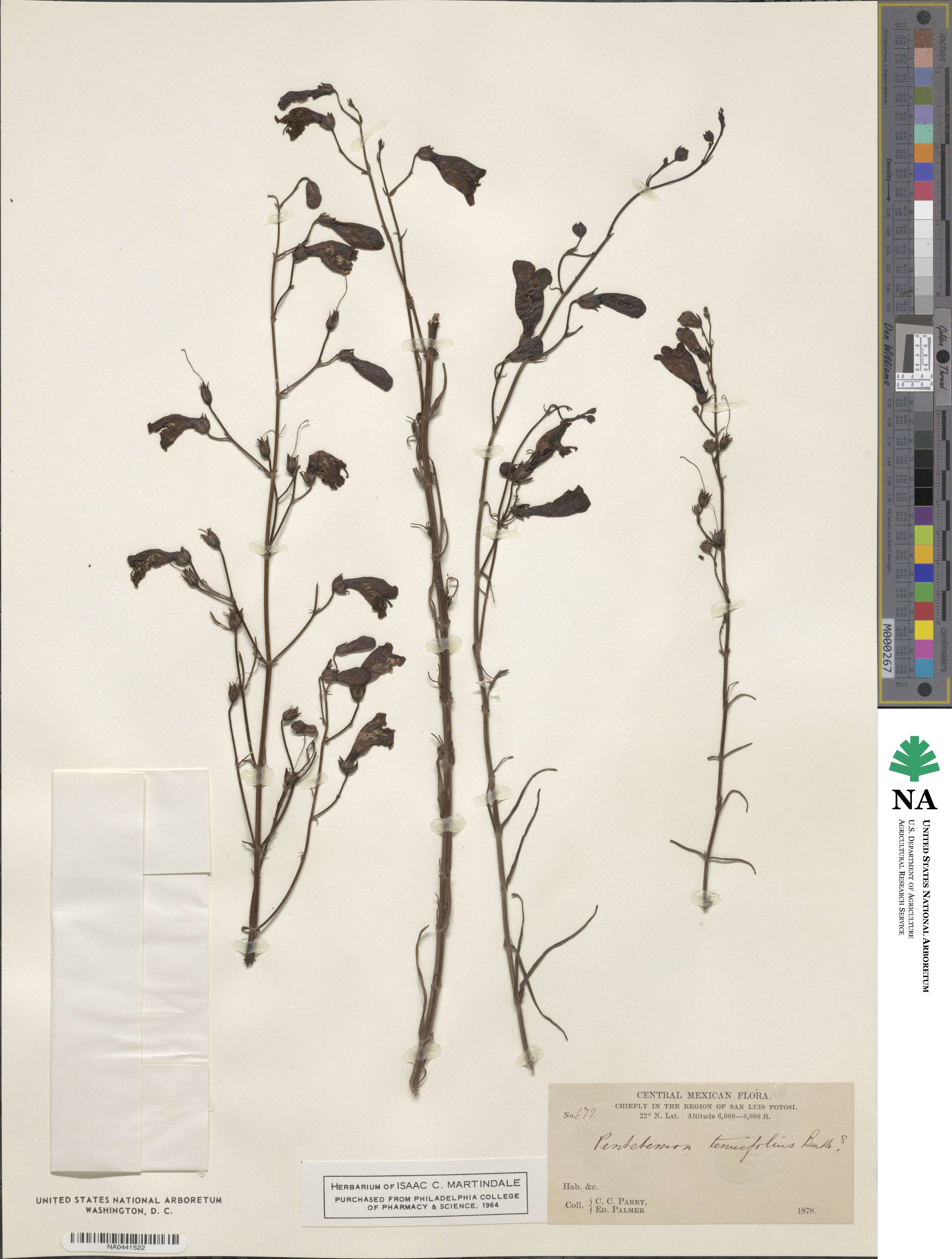 Penstemon tenuifolius image