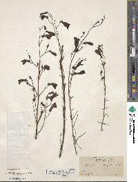 Penstemon tenuifolius image